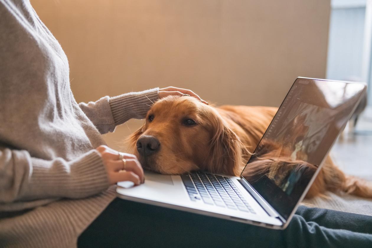 More_people_insure_their_pets_than_themselves_